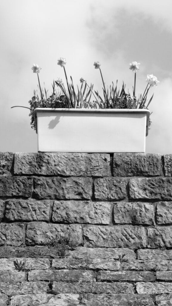 Tulip planter on a wall.