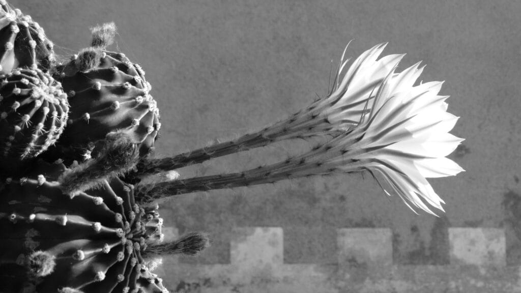 Echinopsis oxygona flowers looking like vuvuzelas.