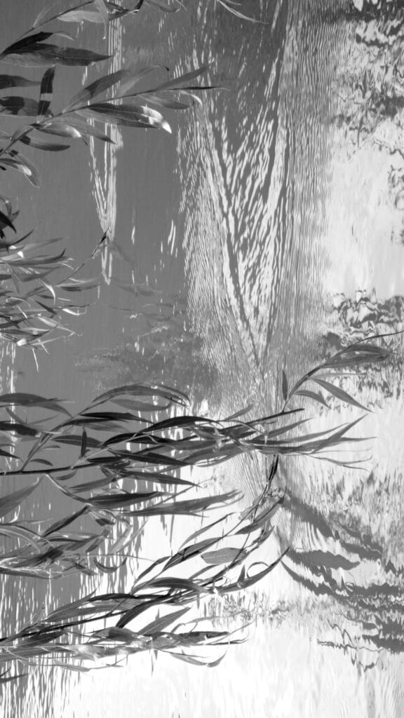 The surface of a stream is skimmed by willow branches.