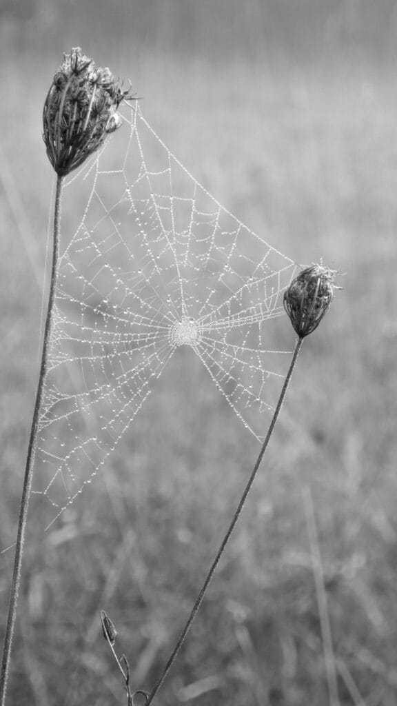 A spider's web, seemingly spanning the void between two wild carrot flowers.