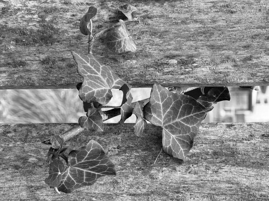 Ivy growing through a wooden plank wall.