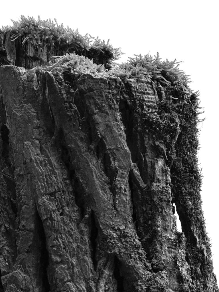 Close-up of the top of a fence post with moss on it. It looks like a cliff.