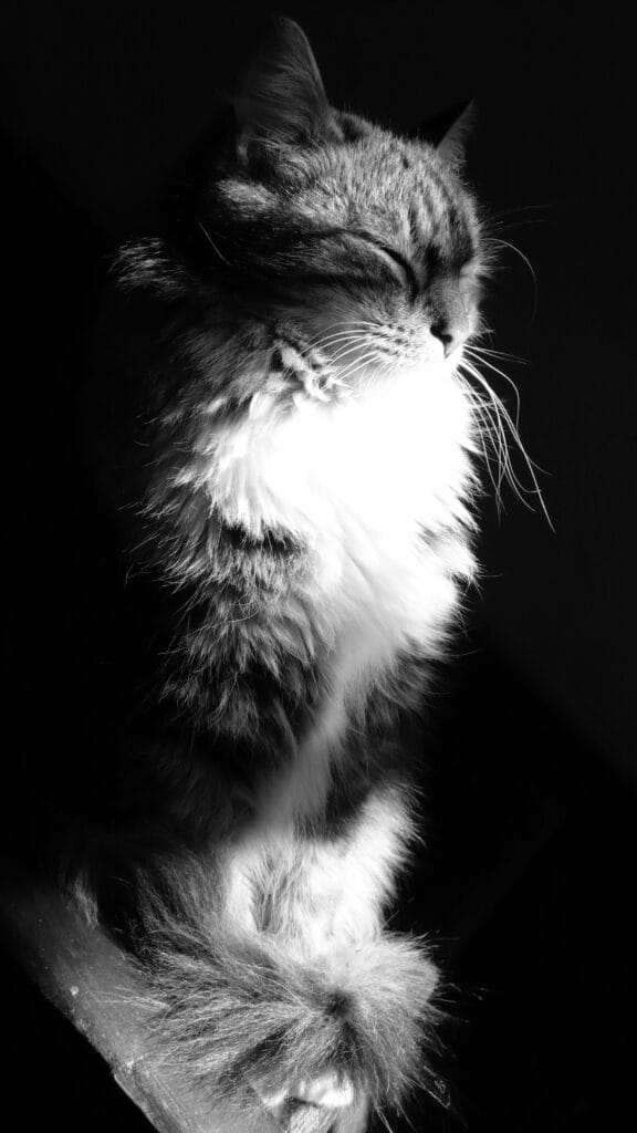 A long-haired cat sits in the light of the setting sun in a stylish pose.