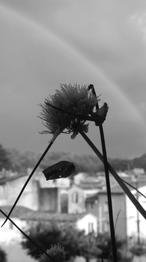 View of the village in the sunlight after the rain. In the foreground a flower and a broken sprig of chives. In the background the hill and er rainbow.