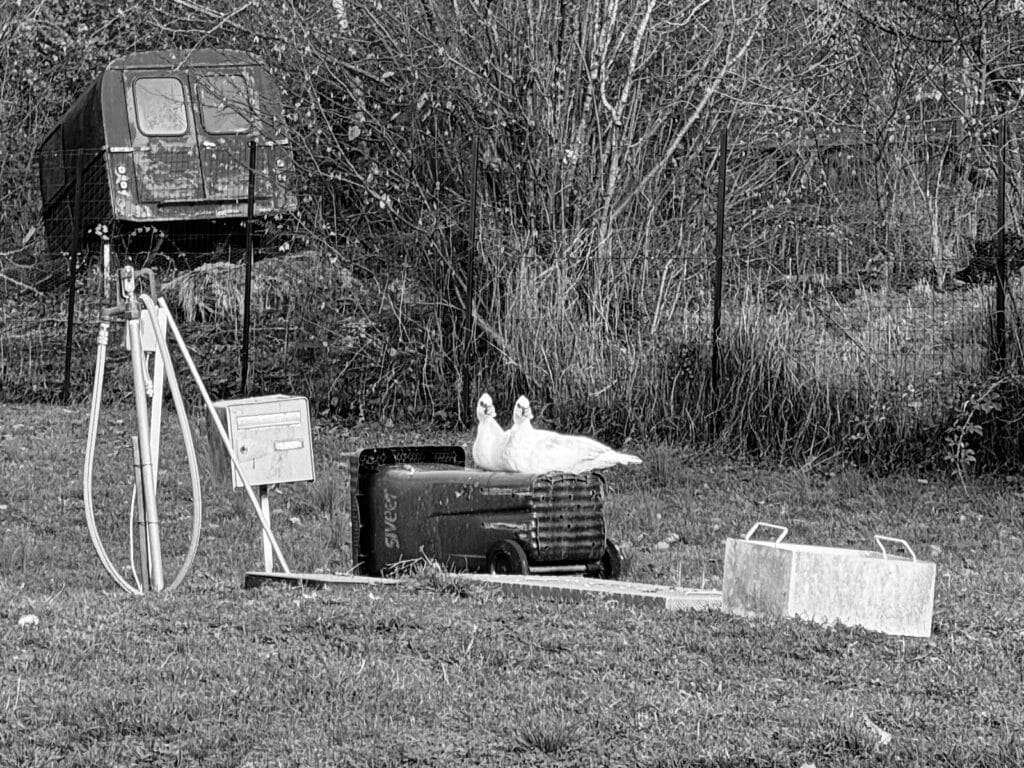 In an enclosed garden, two white ducks are lying side by side on an upturned bin on a small platform next to a letterbox and a hose pipe.
