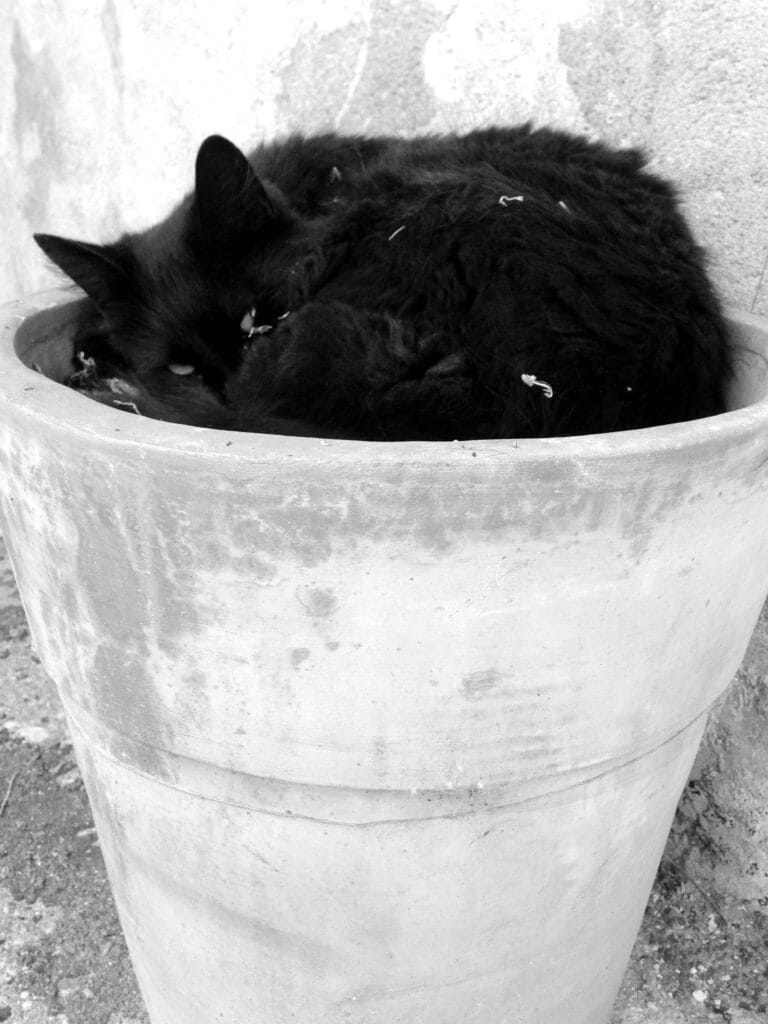 Æn chax roulæ en boule dans æn pot de fleurs.