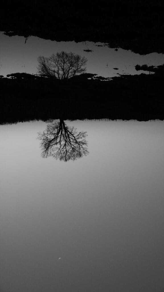 Tree reflected in a large puddle in a field at dusk, with a clear blue sky and a quarter moon.