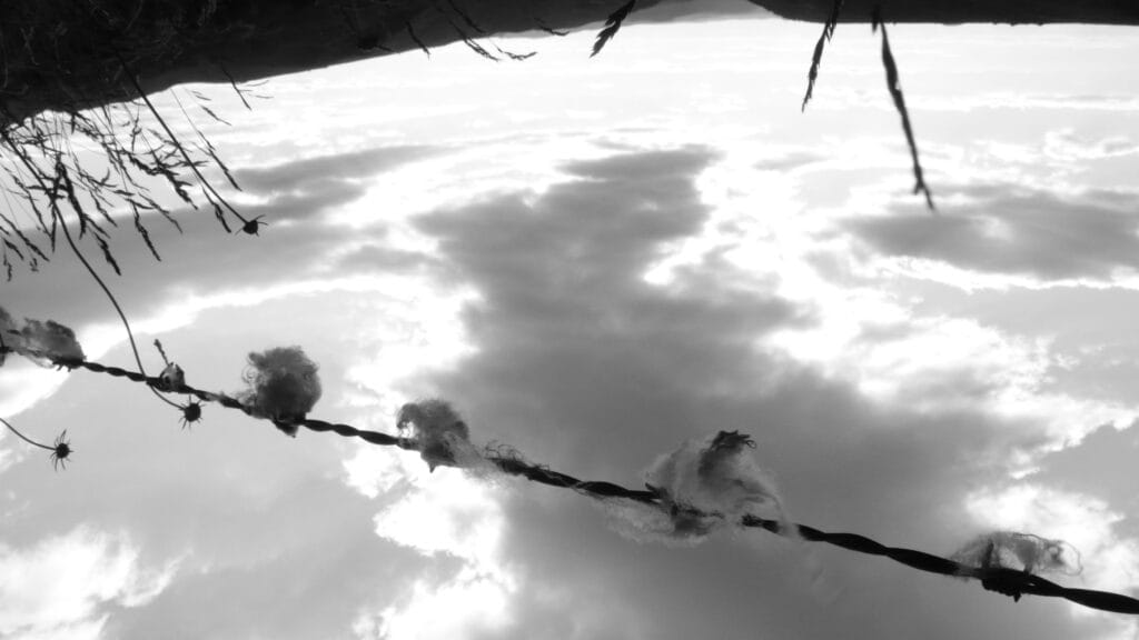 A barbed-wire fence with a piece of sheep's hair stuck to each spike, against a western sky. The image is upside down.
