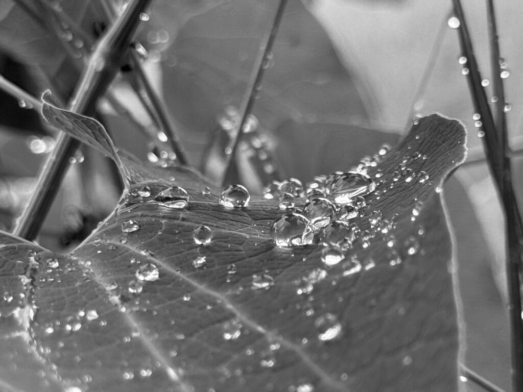Close-up of a leaf with raindrops on it, resembling Totoro's leaf.