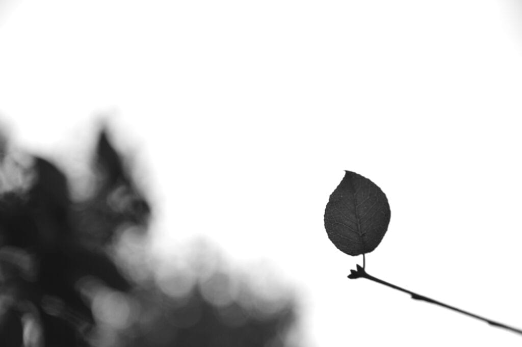 A leaf stands upright at the end of a bare horizontal branch. It resembles a person on a diving board.