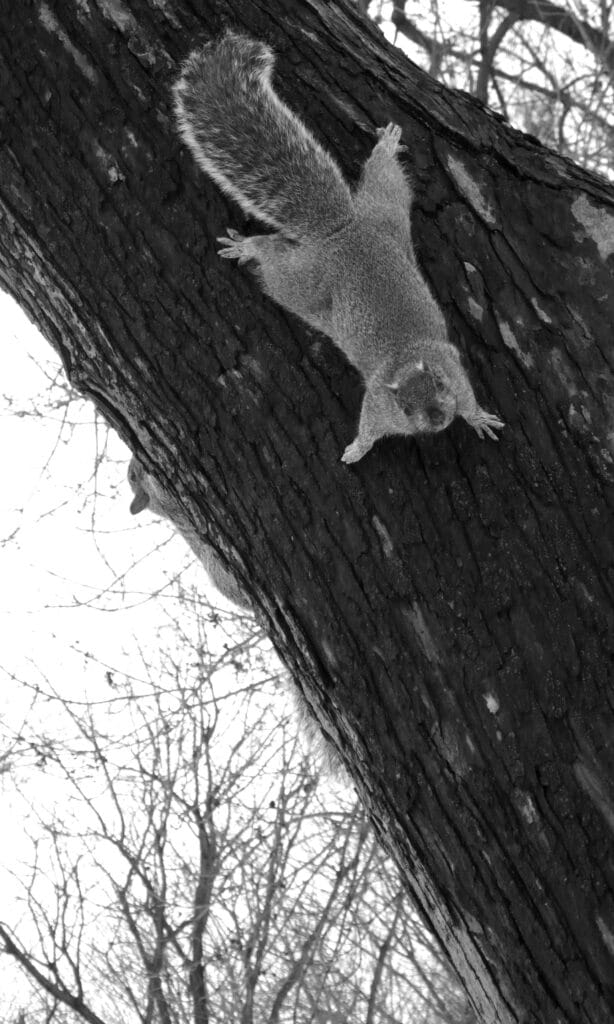 Squirrel climbing down a tree, its legs firmly attached to the trunk.