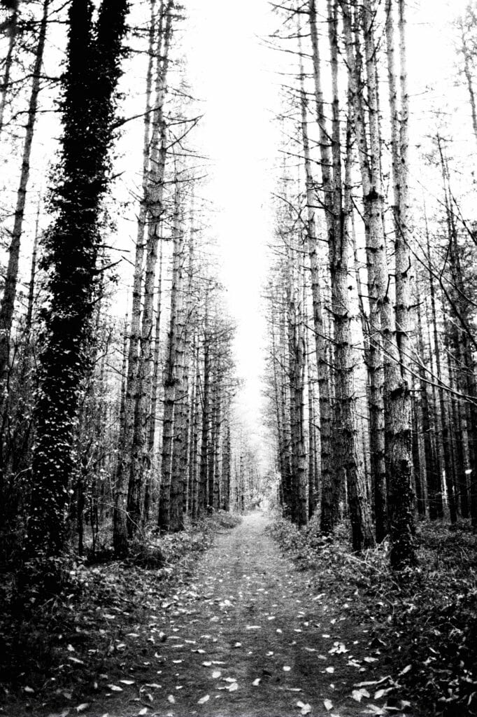 Low-angle shot of a forest of tall, straight trees, with bare tapering branches, against a backdrop of overexposed sky.