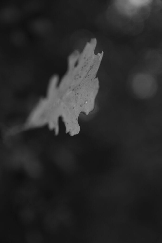 This is a close-up of an oak leaf with a shallow depth of field, meaning that only a very small part of the image is sharp and the rest is blurred.