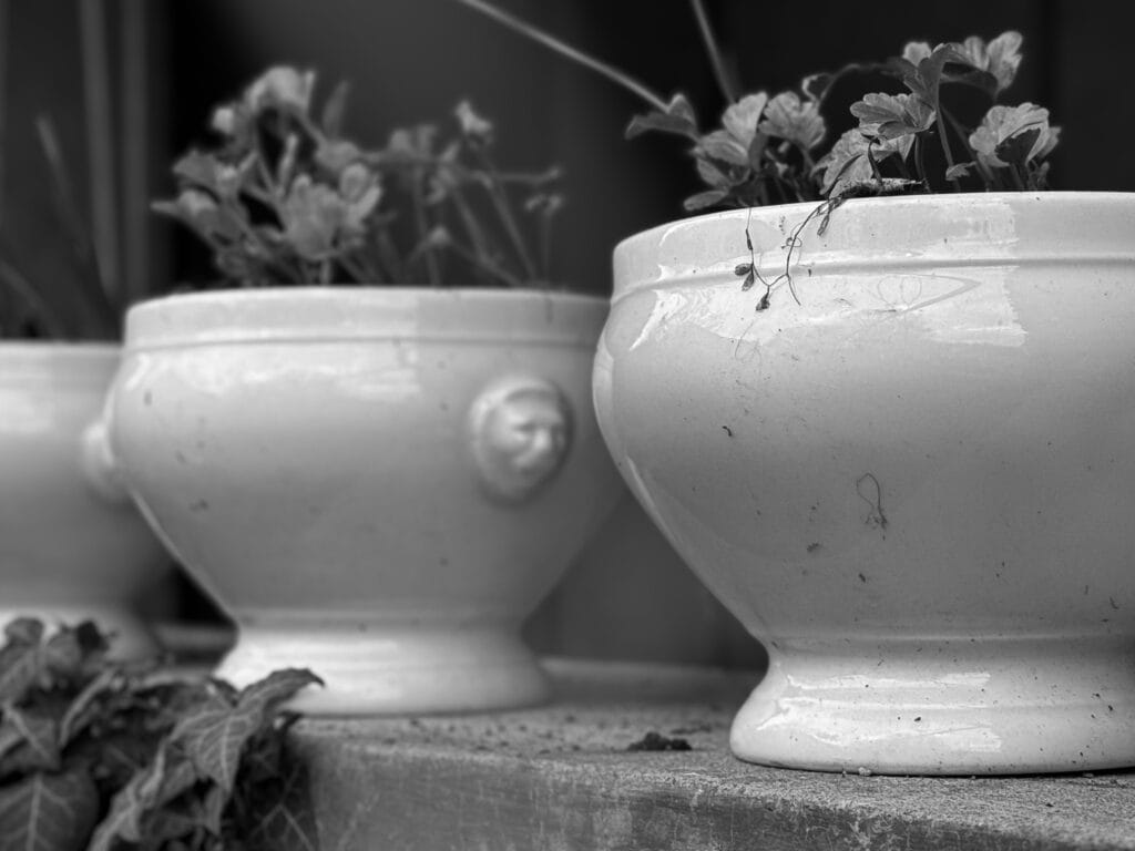 Three flowerpots lined up on a low wall.