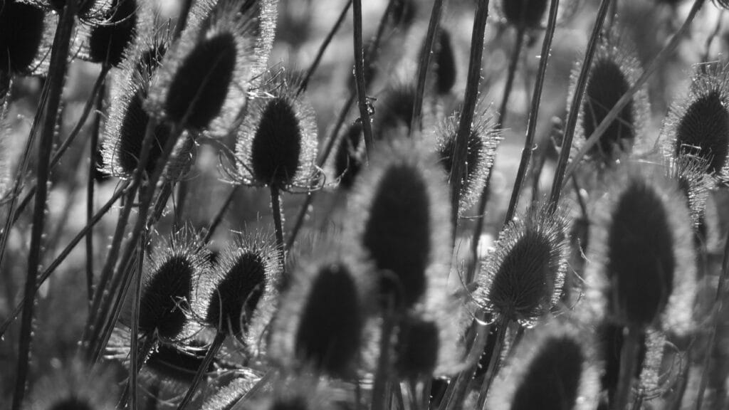 Field of thistles against the setting sun.