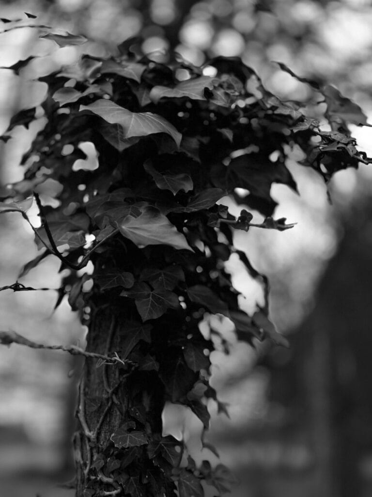 Ivy tuft on a fence post.