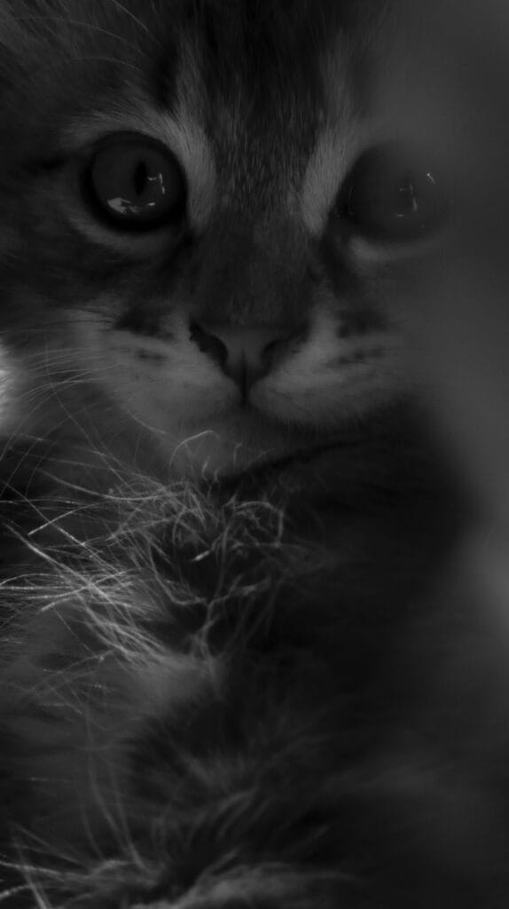 Portrait of a cute kitten.