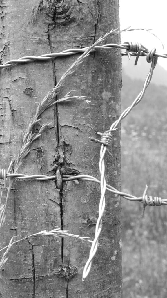 Geometric pattern formed by more or less parallel barbed wire and strands of grass.