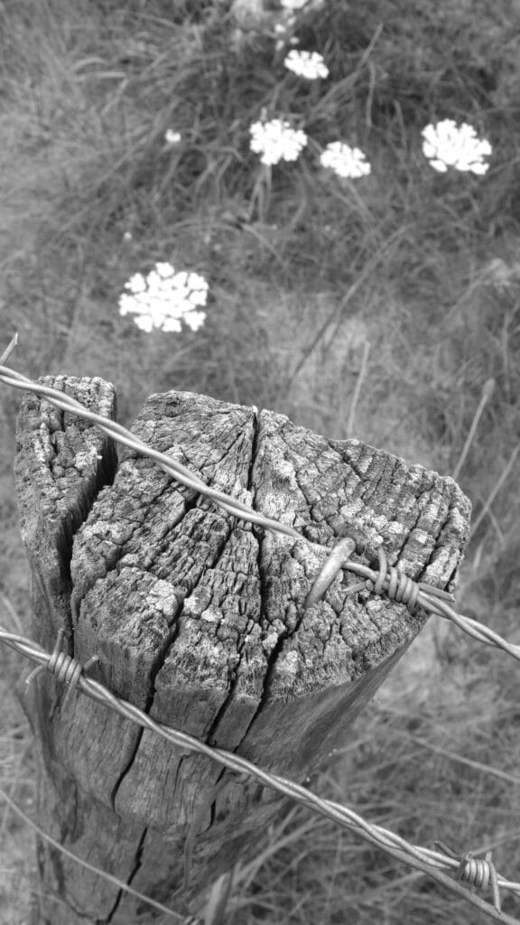 Fence post seen from above, the top of which forms a semi-circle, with wild carrot flowers in the meadow in the background.