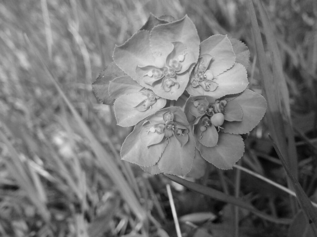 A pretty jewel-like flower of I-don't-know-what-it-is.