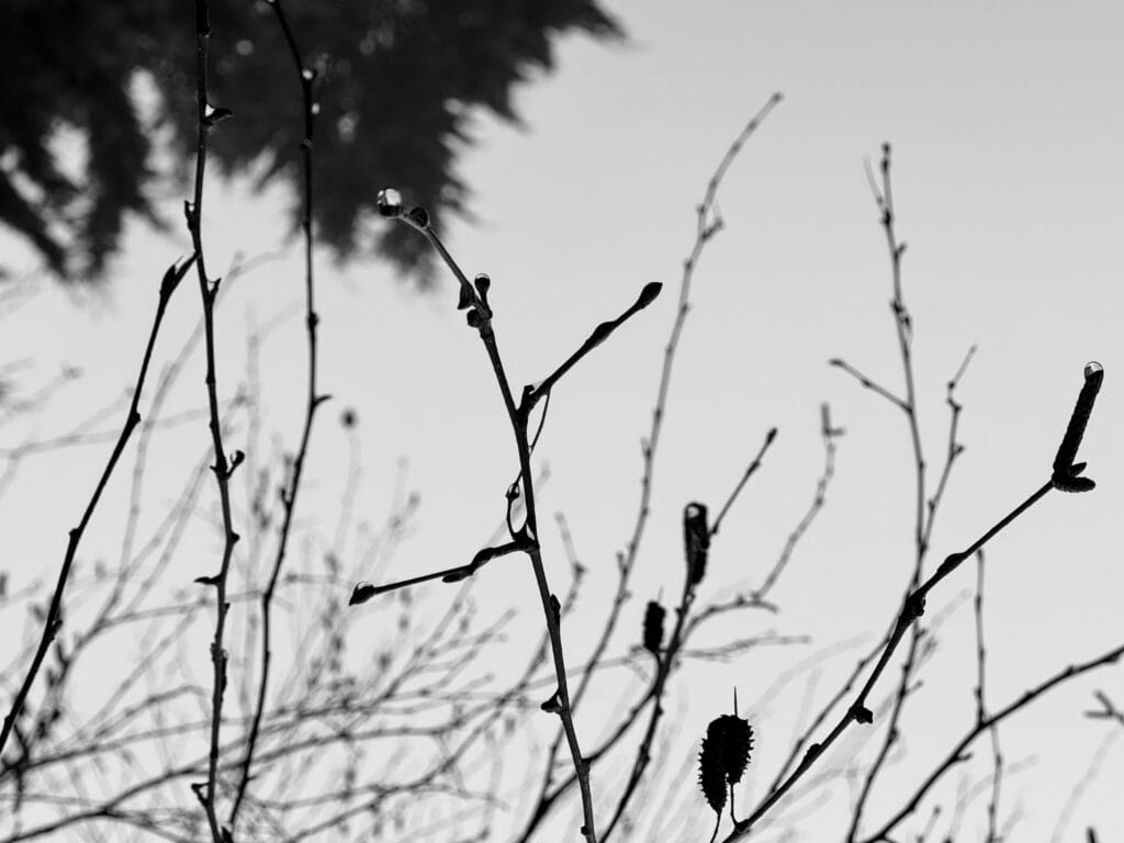 Drops of water are beading on the tips of the birch branches. The image appears upside down, as though the branches were growing from the bottom, adorned with pearls at their tips.