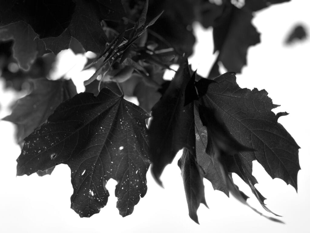 A bunch of maple leaves, slightly shriveled and eaten by bugs.