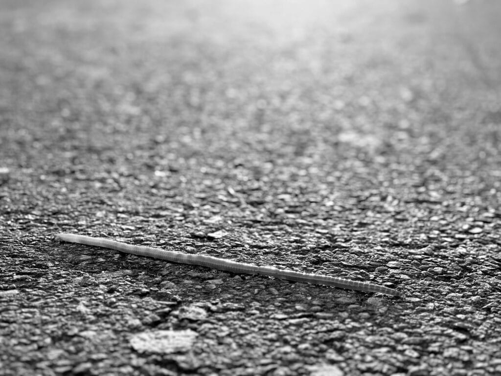 An elongated worm crosses the road. That’s all there is on the pic.