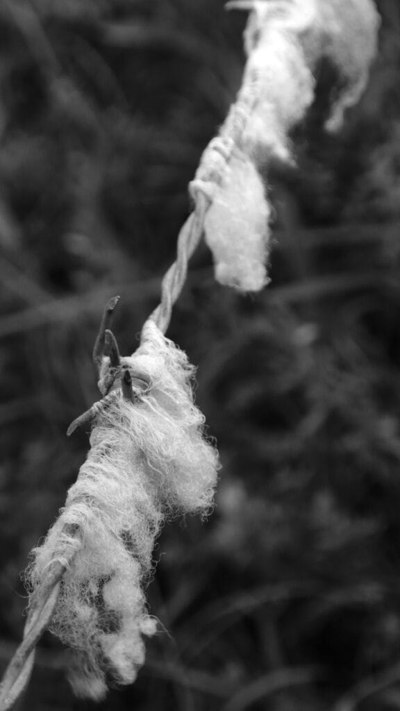 Strips of sheep's wool caught on barbed wire.