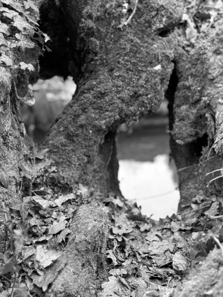 Close-up of the base of a tree trunk with two large holes.