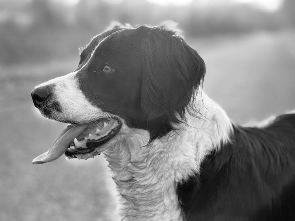 Portrait of a dog against the light in the setting sun.