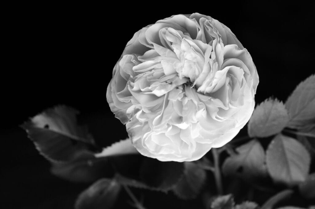Beautiful rose as seen from above.