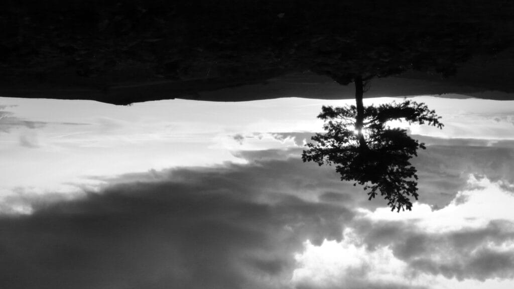 A lone tree on a high plateau, against the light of a cloudy sky in the setting sun.