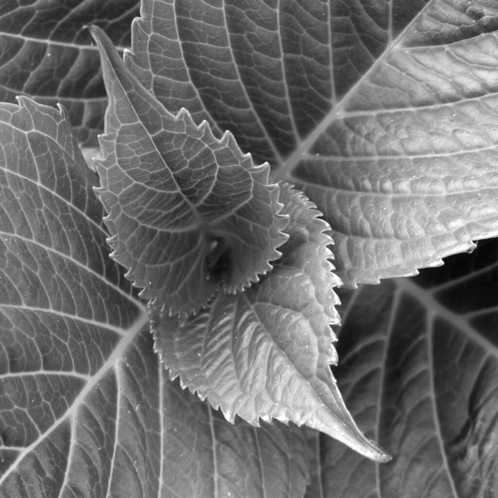 Heart of mint, very beautiful leaves, very graphic, very tidy: very satisfying for manic photographers.