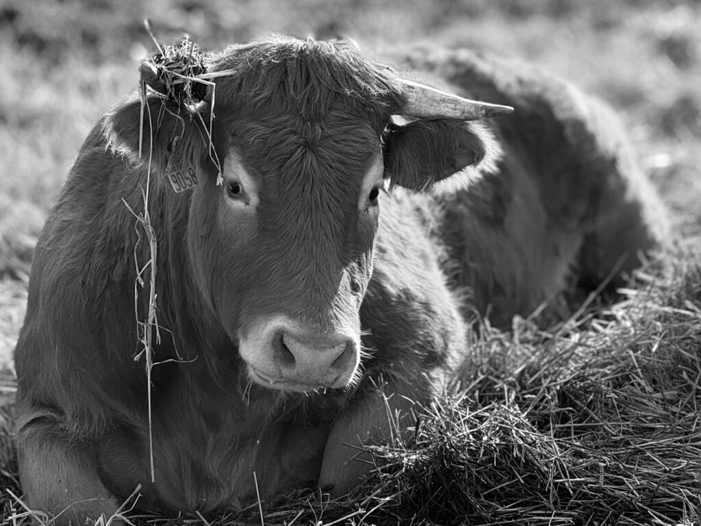 Portrait of a bostaurux lying in the straw, with er identification buckle in er ear and manure on one of er horns.