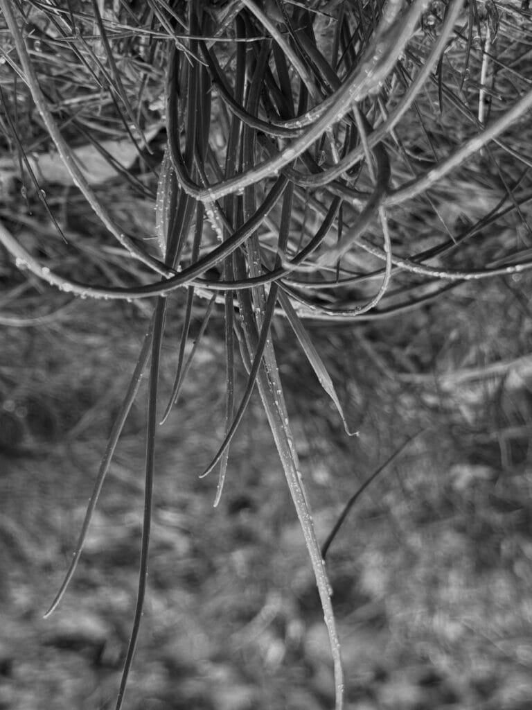 Chive plant. The image is upside down; the plant grows from the top.