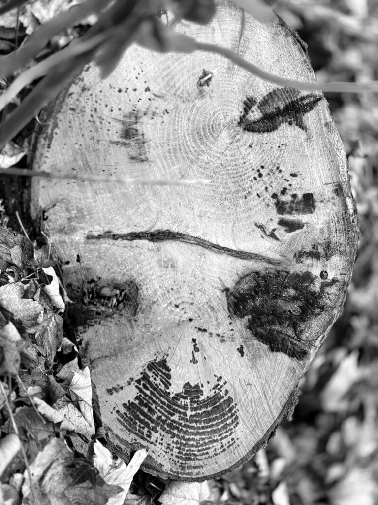 Slice of tree cut with three spots in the lower part, narrower than the more rounded top: e is shaped like an alien's head.