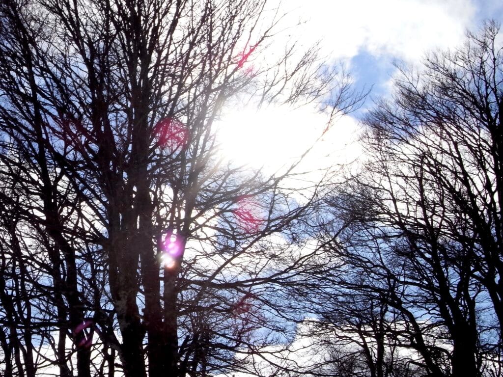 The sun's rays shine through the clouds and the bare branches of the trees in a gentle westerly breeze.