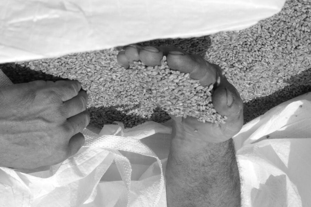 Mains dal paysæn dans æn sac de grain, évaluent læ qualité dal moisson.