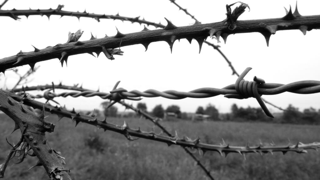 A tangle of brambles and barbed wire stands out against the backdrop of pastoral fields.