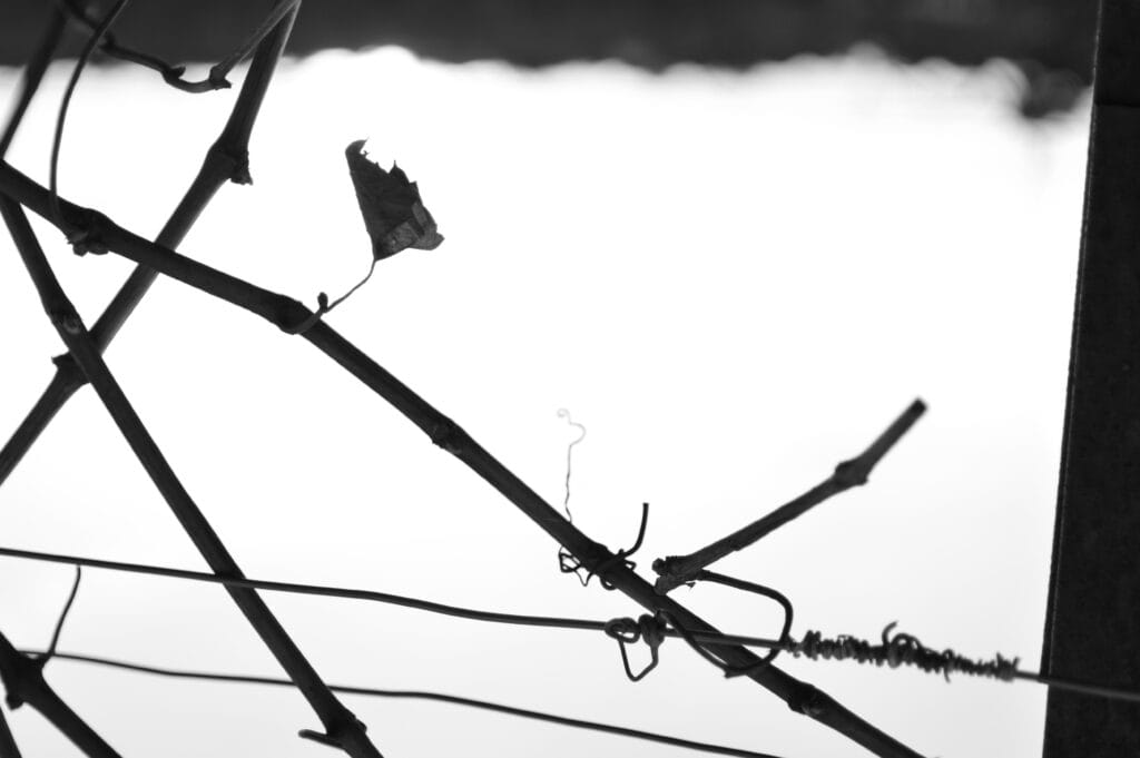Tangle of vine shoots and wires.