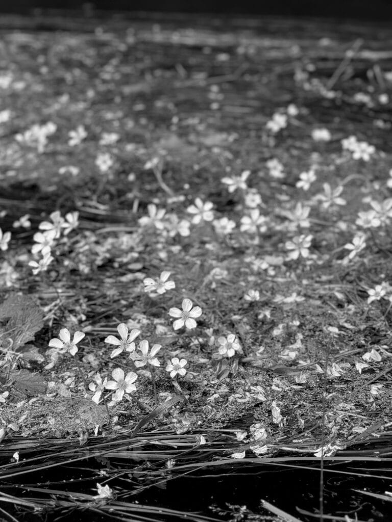 Small flowers of plants that grow in streams (those that form long strands in the current).
