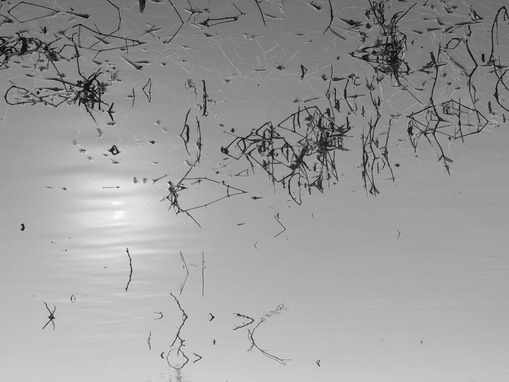 Details of small grasses in the water near the riverbank and their reflections in the sunlight lost in the mist.