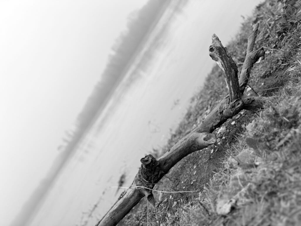Driftwood on the banks of the river.