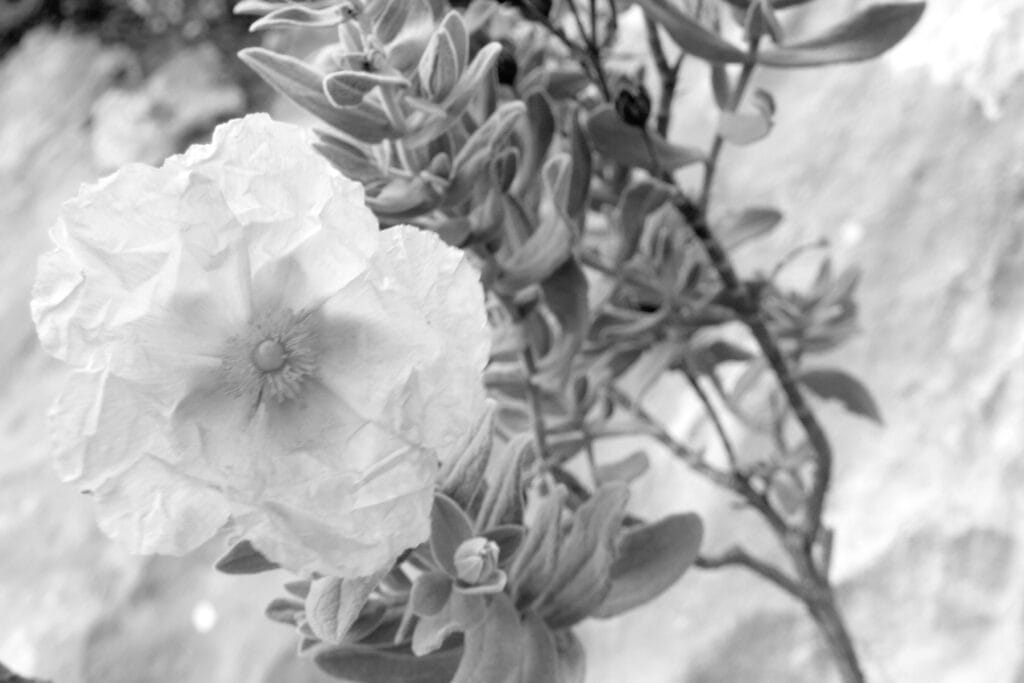 A cistus flower on its plant.
