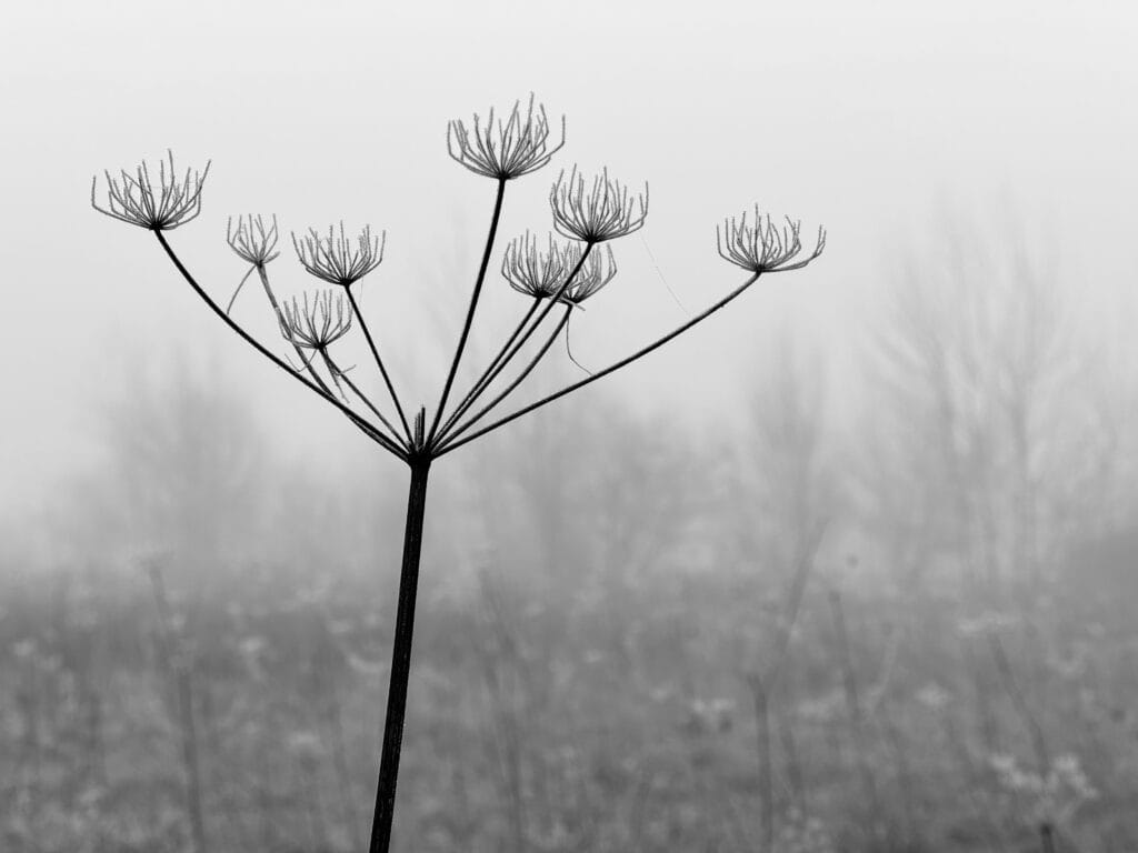 A winter portrait of a frosted wild carrot flower, of which only the structure remains. Its stem divides into branches, which divide into branches.