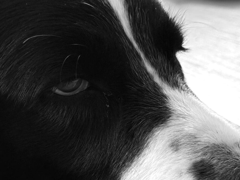 A close-up of a dog's head, looking blasé.