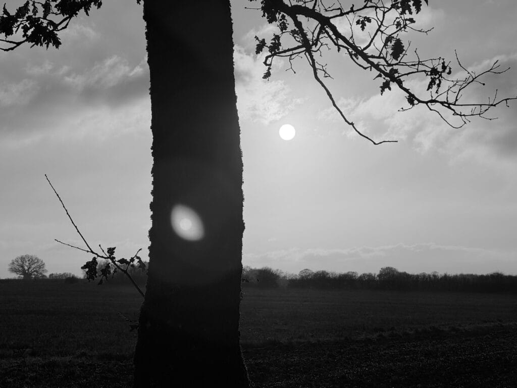 Tronc d’arbre à contre-jour dans læ lumière dal soleil couchanx. Le flare crée deux taches lumineux, comme deux soleils.