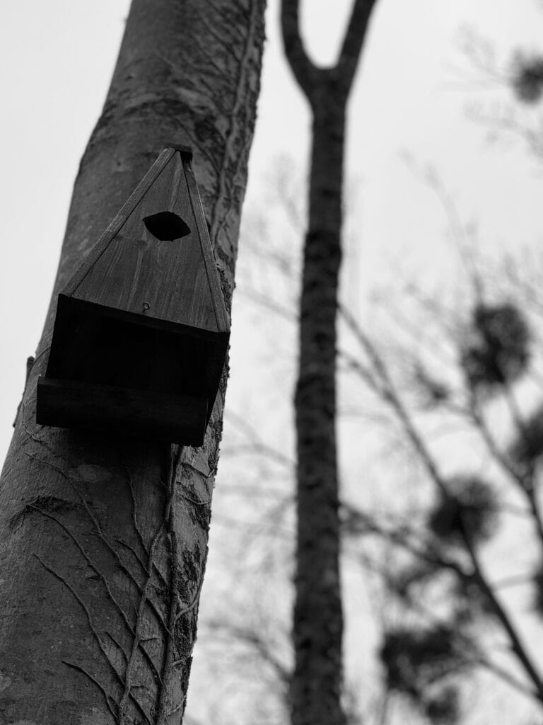 Triangular birdhouse attached to the trunk of a tree.