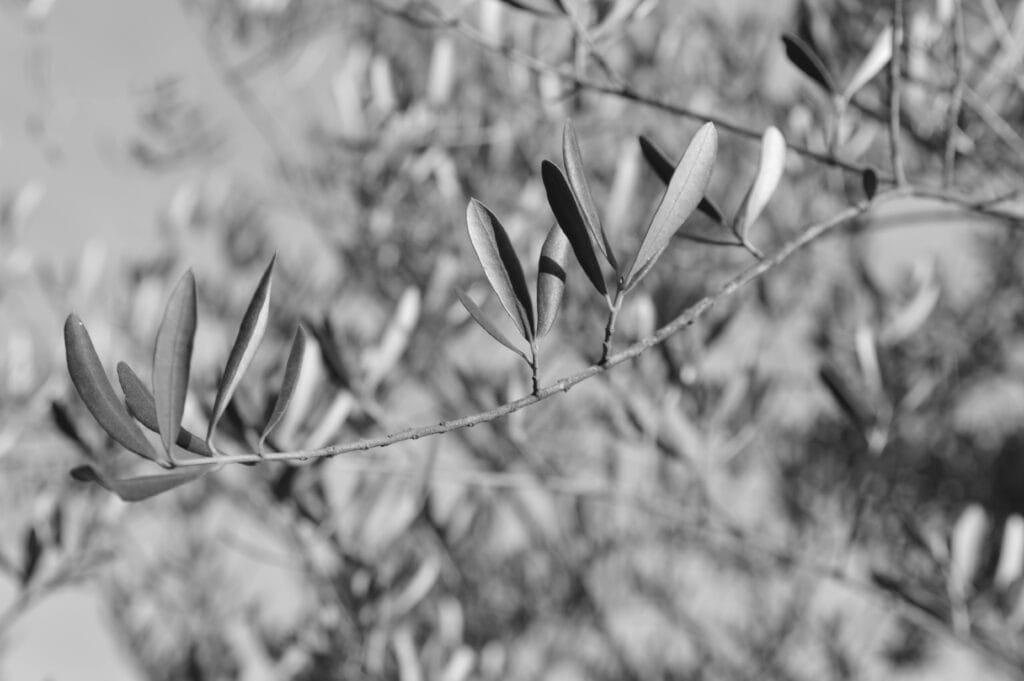 Quiet olive branches.