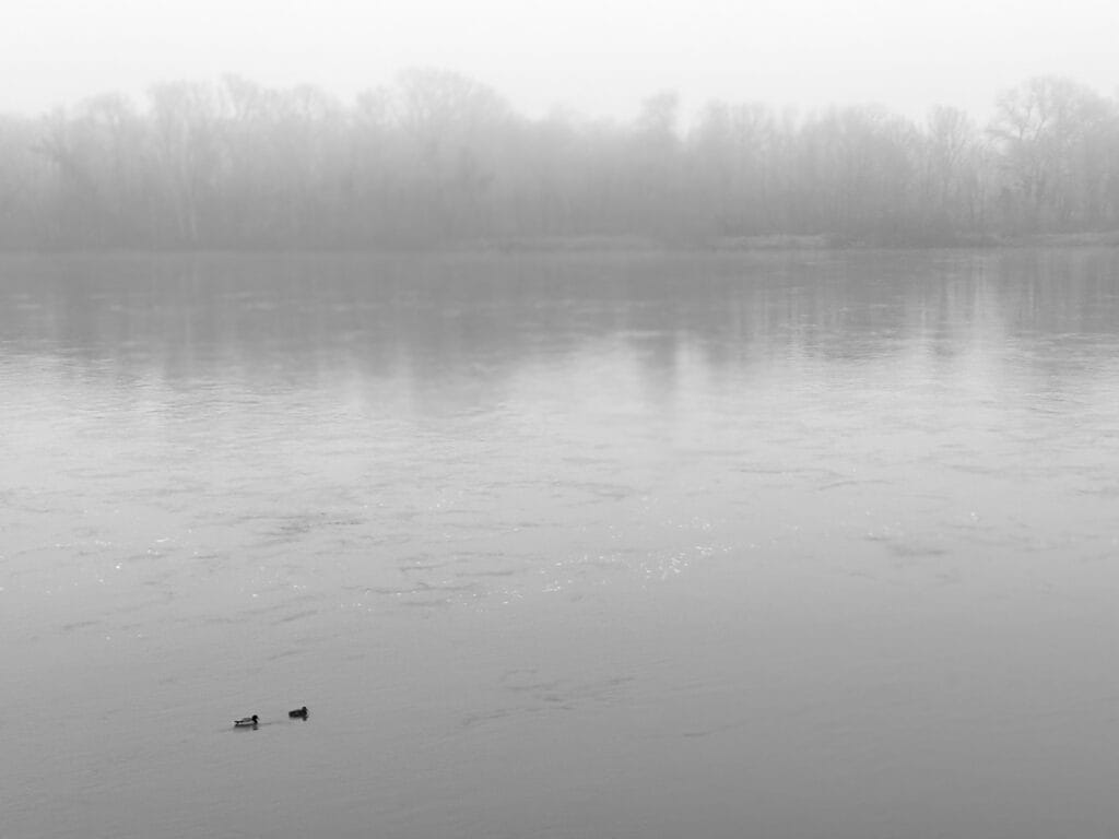 Two ducks on a deserted river on a damned misty day.